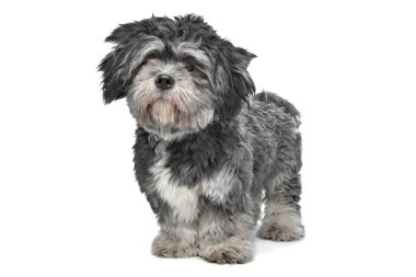 Lhasa apso