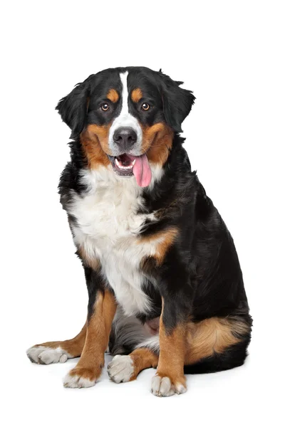 Бернская горная собака — стоковое фото