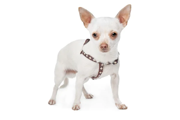 Chihuahua biały — Zdjęcie stockowe