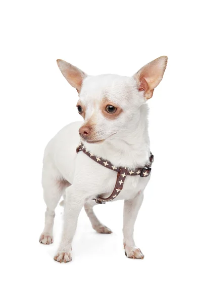 Chihuahua branco — Fotografia de Stock