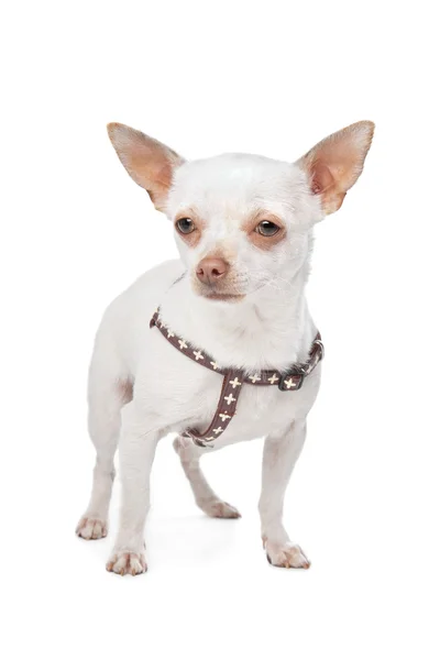 Chihuahua blanco — Foto de Stock