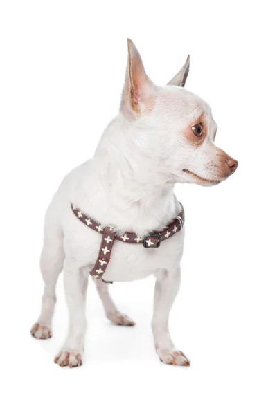 Chihuahua blanco —  Fotos de Stock