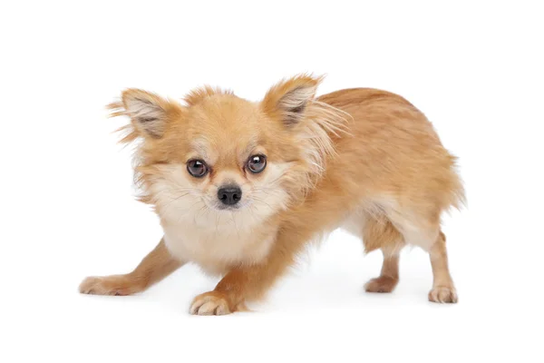 Brown long haired chihuahua — Stock Photo, Image
