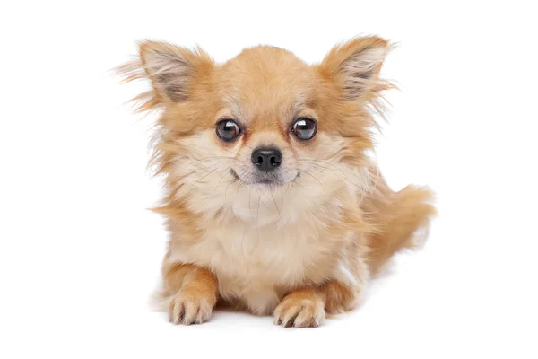 Kahverengi uzun saçlı Chihuahua. — Stok fotoğraf