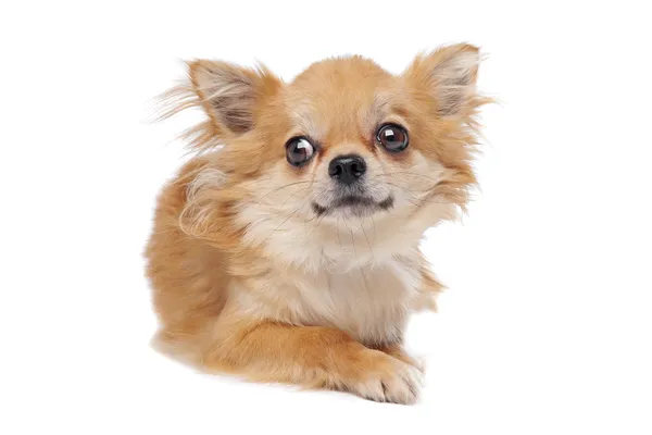 Bruin langharige Chihuahua — Stockfoto