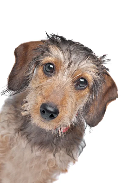 Wire-haired Dachshund — Stock Photo, Image