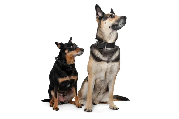 İki karışık cins köpekler — Stok fotoğraf