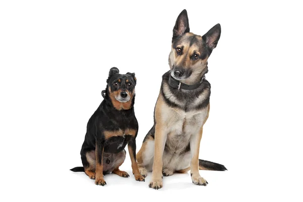 Two mixed breed dogs — Stock Photo, Image