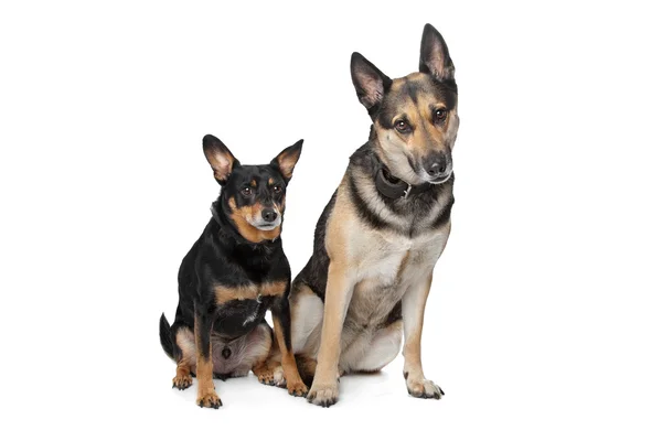 İki karışık cins köpekler — Stok fotoğraf