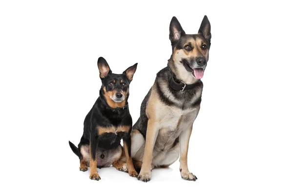 Δύο μικτά τη σκυλιά φυλής — Φωτογραφία Αρχείου