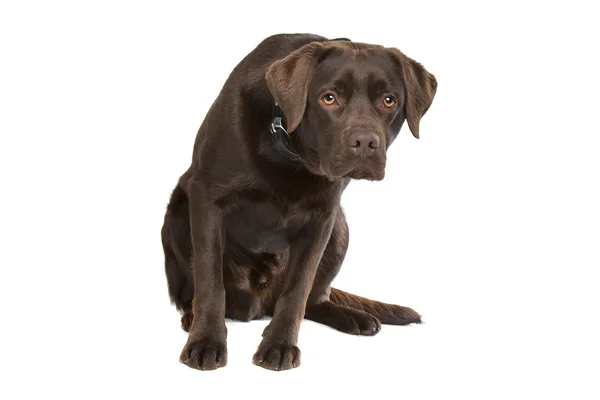 Chocolate Labrador — Stock Photo, Image