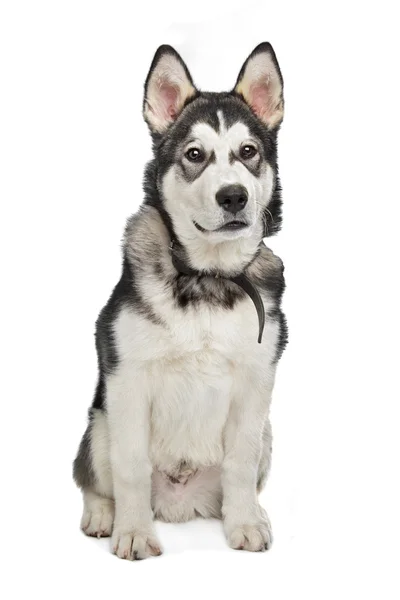 Cachorro de Alaska Malamute —  Fotos de Stock