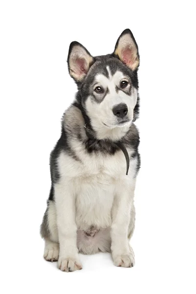 アラスカン ・ マラミュート子犬 — ストック写真