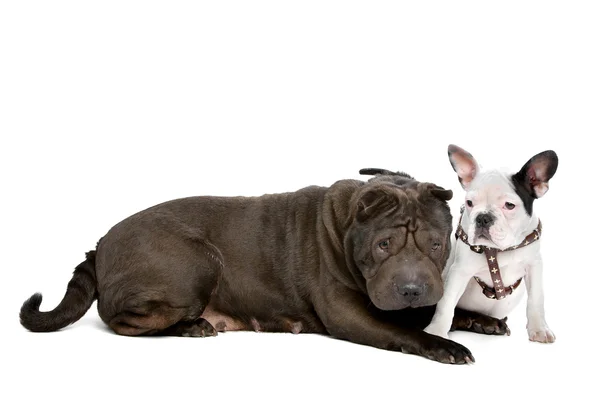 Shar-pei och en fransk bulldog valp — Stockfoto