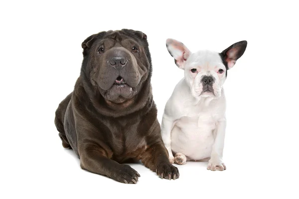 Shar-Pei and a French Bulldog puppy — Stock Photo, Image