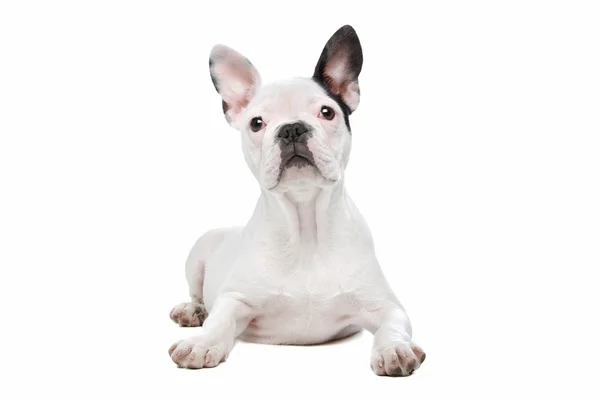 French Bulldog puppy — Stock Photo, Image
