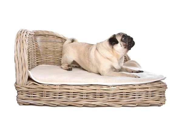 stock image Pug on a luxury bed