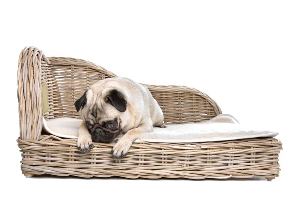 Pug on a luxury bed — Stock Photo, Image