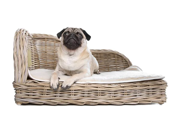 Pug op een luxe bed — Stockfoto