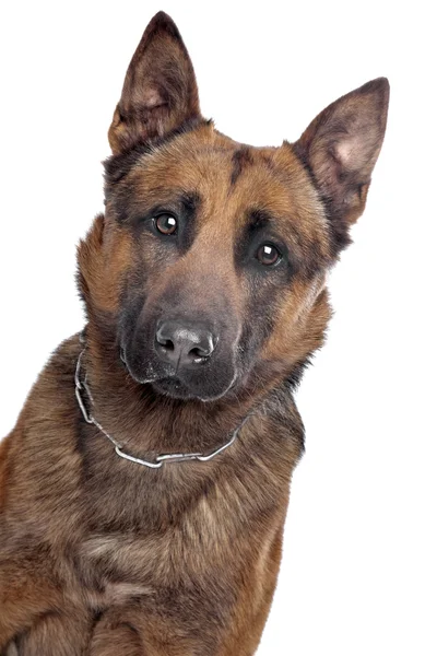 Belgian Shepherd portrait — Stock Photo, Image
