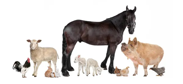Group of farm animals Stock Photo by ©eriklam 11588929