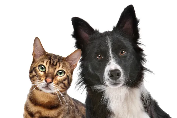 Пес і кіт — стокове фото