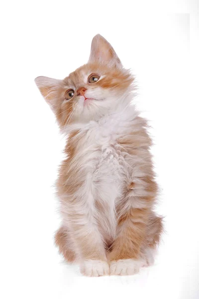 Красный котёнок смотрит вверх — стоковое фото