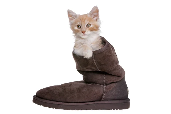 stock image Red kitten in boot