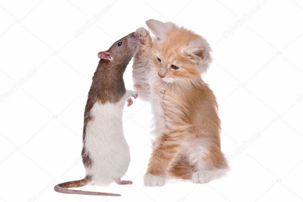 Rat and kitten