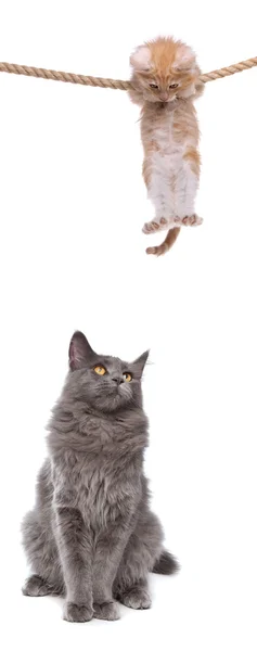 stock image Kitten and cat