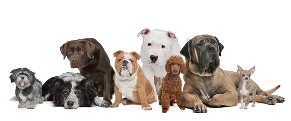 Grupa ośmiu psów — Zdjęcie stockowe
