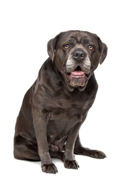 Cane corso köpek