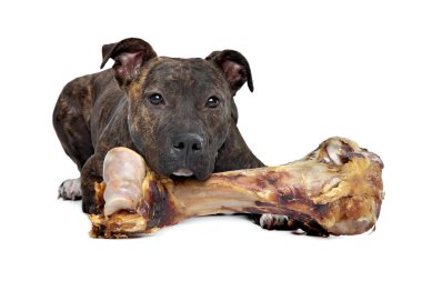 Amerikan staffordshire terrier büyük kemik