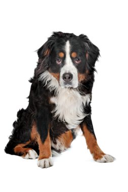 Bernese Mountain dog clipart