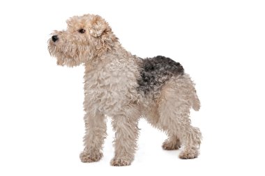 Wirehaired fox terrier clipart