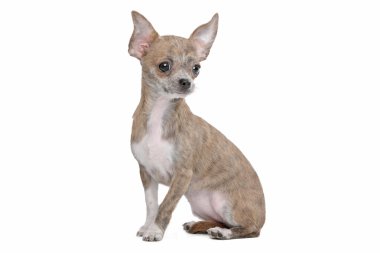 Chihuahua