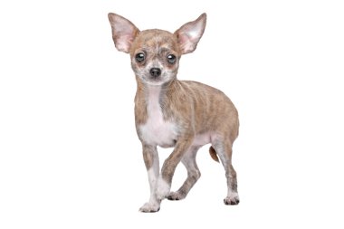 Chihuahua