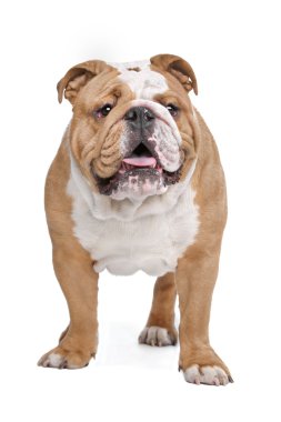 İngilizce Bulldog