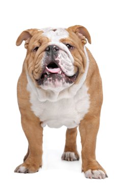 İngilizce Bulldog