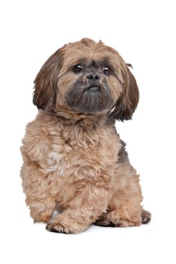 Lhasa apso