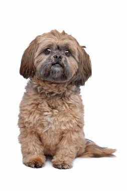 Lhasa apso