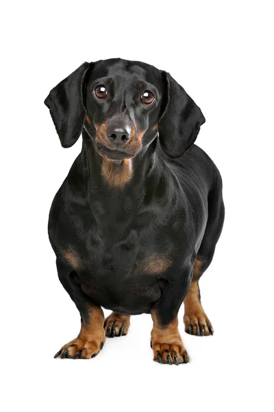 Siyah ve tabaklamak dachshund — Stok fotoğraf