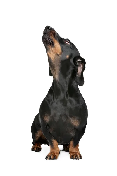 Siyah ve tabaklamak dachshund — Stok fotoğraf