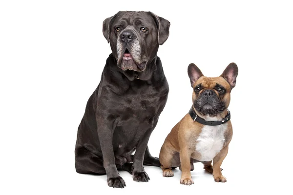 Cane Corso y Bulldog francés — Foto de Stock