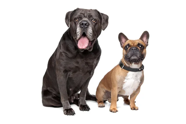 Cane Corso e Bulldog francês — Fotografia de Stock