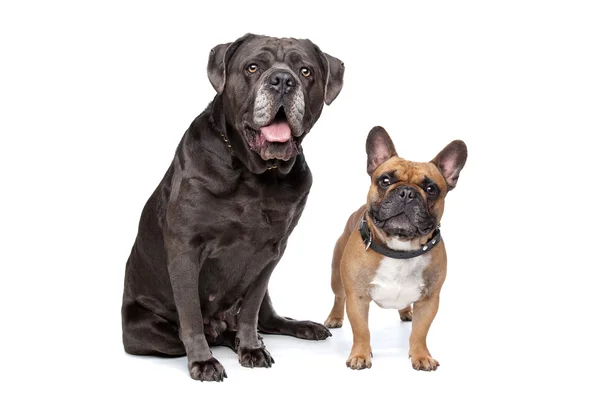 Cane Corso e Bulldog francese — Foto Stock