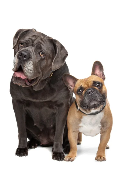 Cane Corso e Bulldog francês — Fotografia de Stock