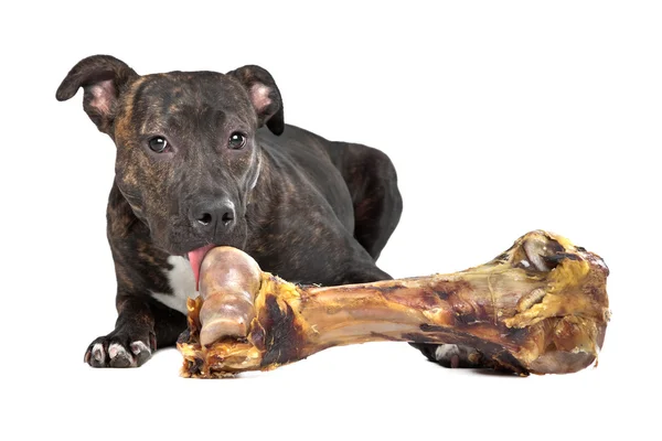Amerikai Staffordshire terrier egy nagy csont — Stock Fotó
