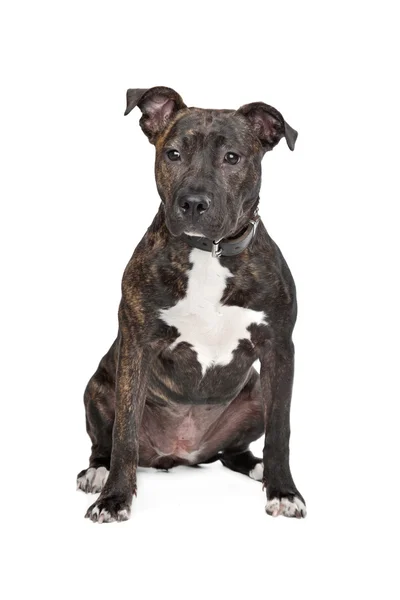 American staffordshire terrier — Stockfoto
