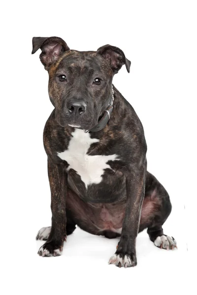 American Staffordshire terrier – stockfoto
